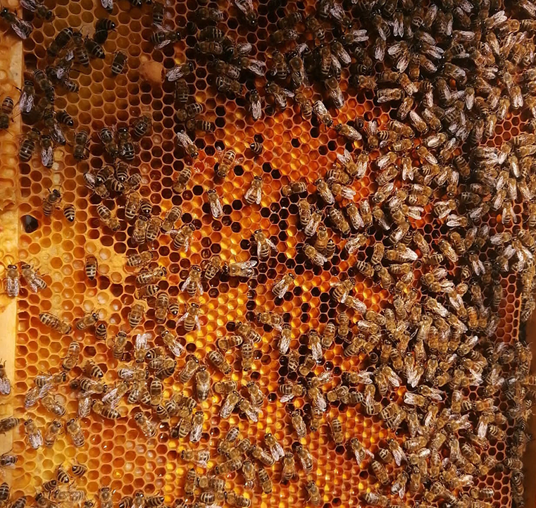 Rama albine nectar polen