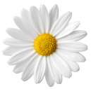 floare